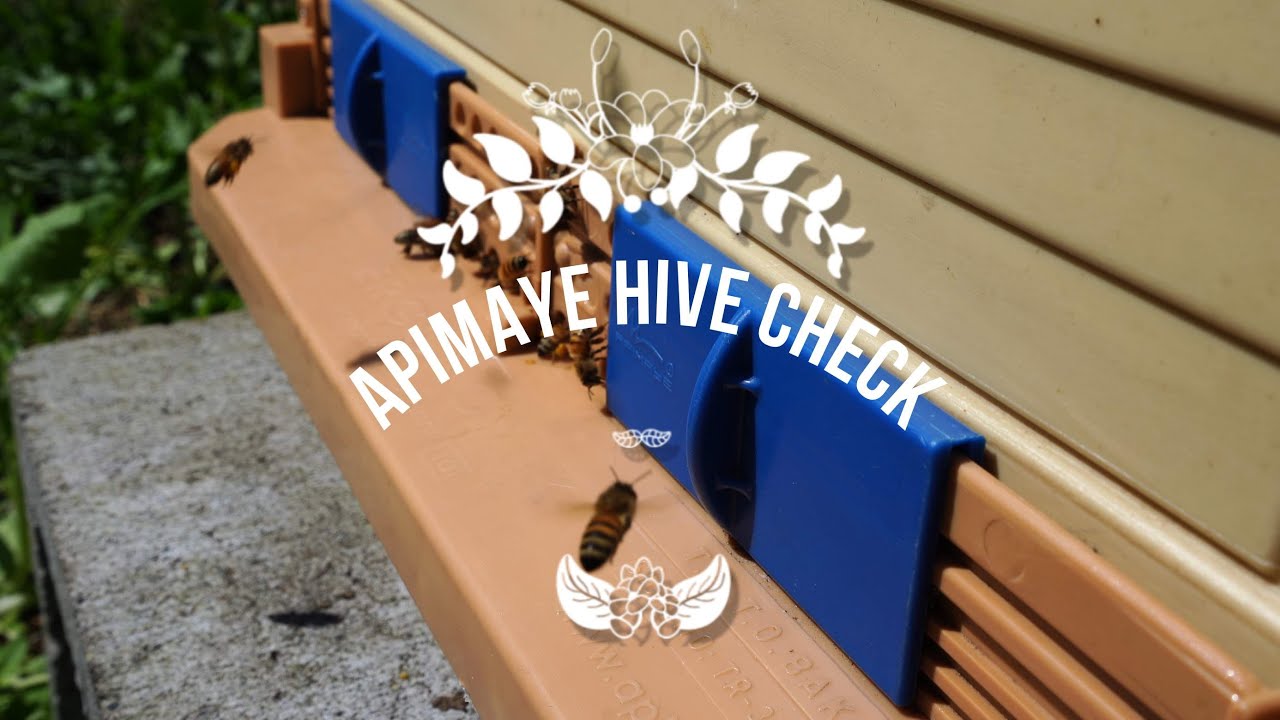 APIMAYE ~ First hive check up of the season ~ 5/25/2020