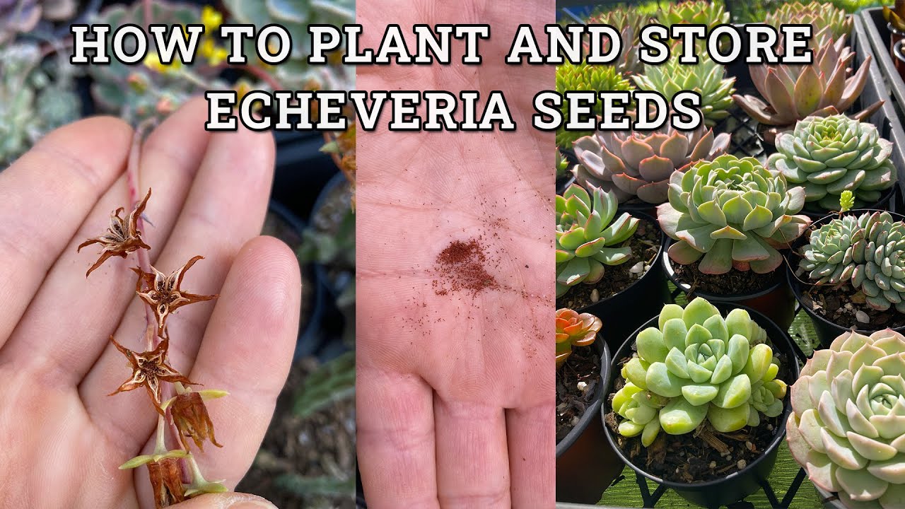 How to plant Echeveria seeds