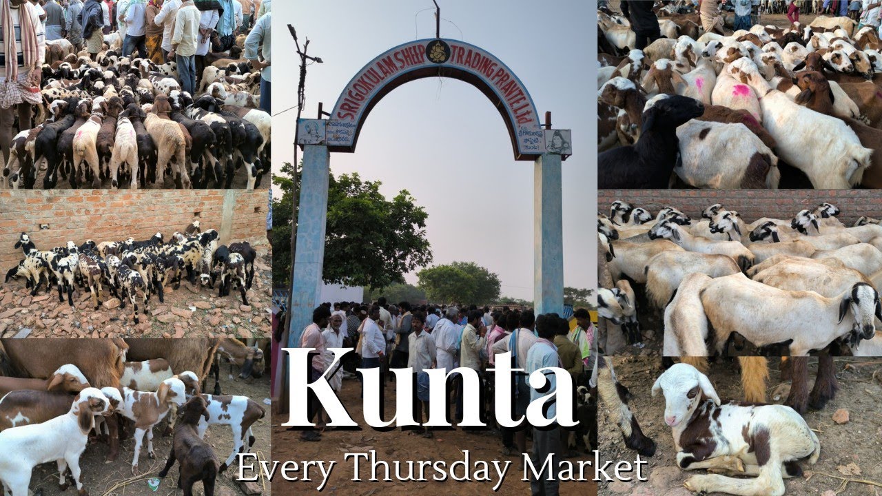 Macharla kids Direct Price from Kunta Market | very low prices ?