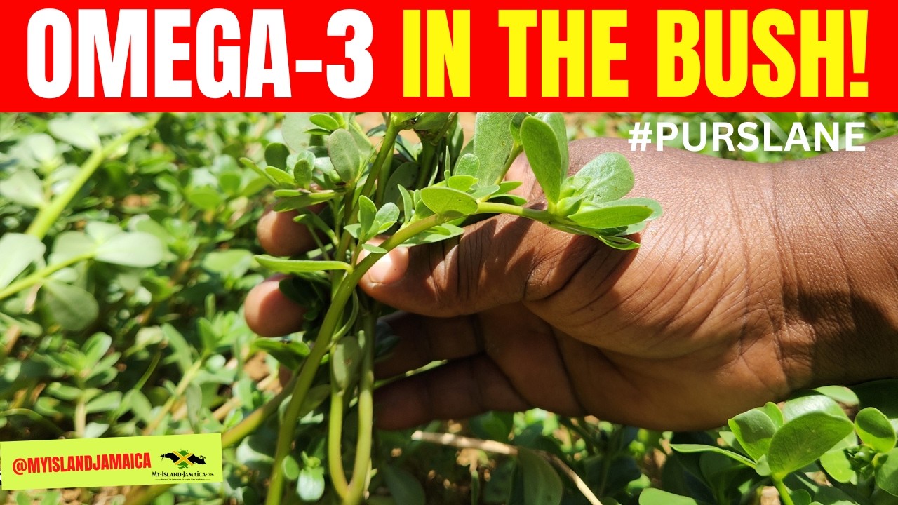 😲THIS tiny Plant Has More OMEGA-3 Than Fish? #purslane  🇯🇲
