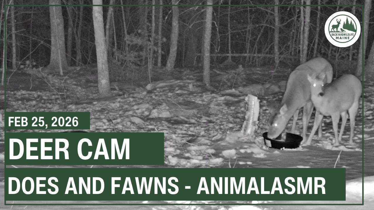 LIVE - Deer Cam | Backyard Wildlife Maine