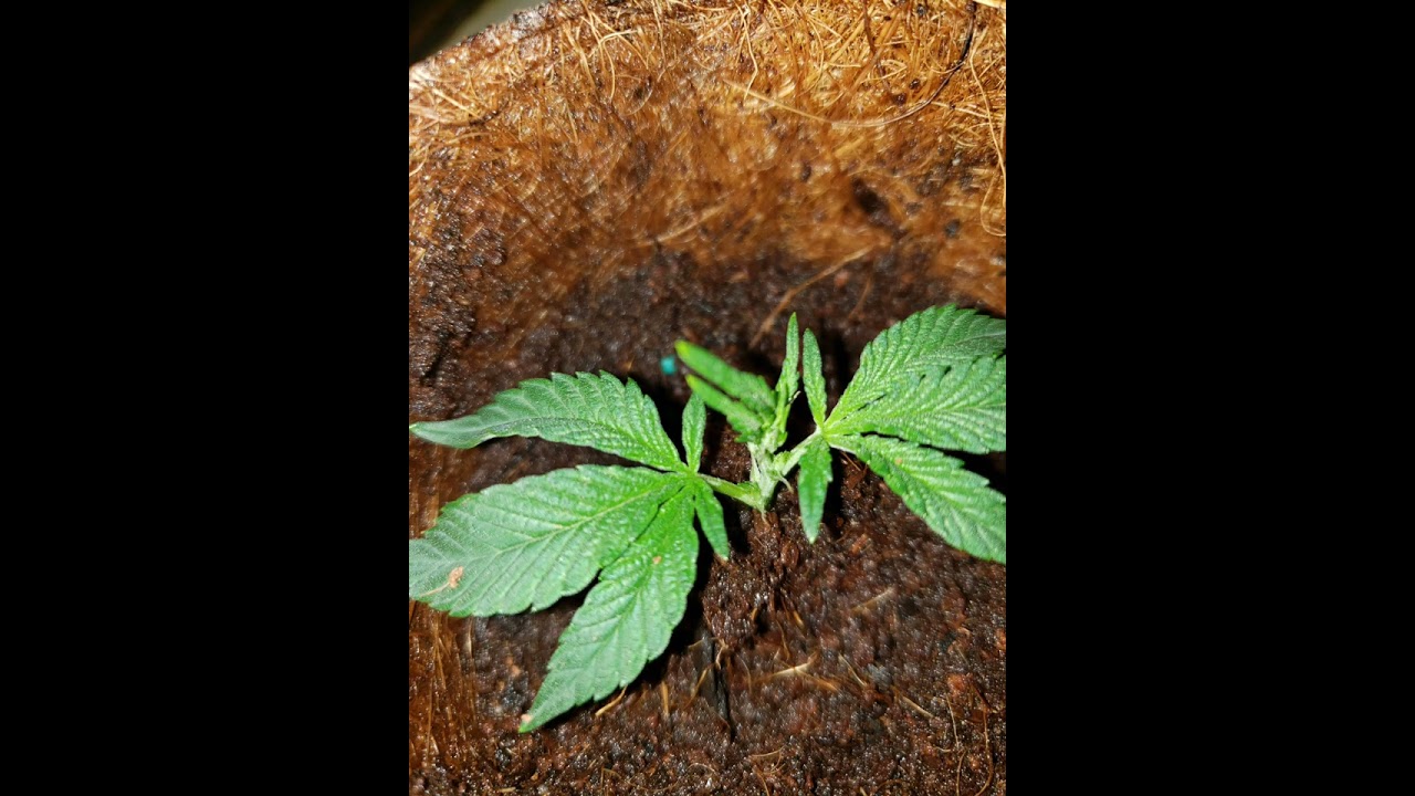 indoor winter garden tent peek & clone of a clone pbp