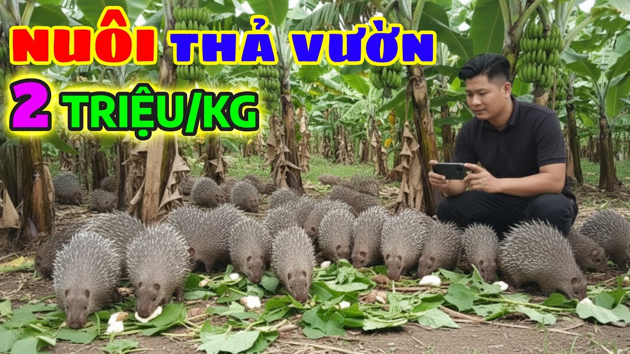 Bí Quyết Nuôi Don Thả Vườn Lãi Lớn, Chi Phí 0Đ