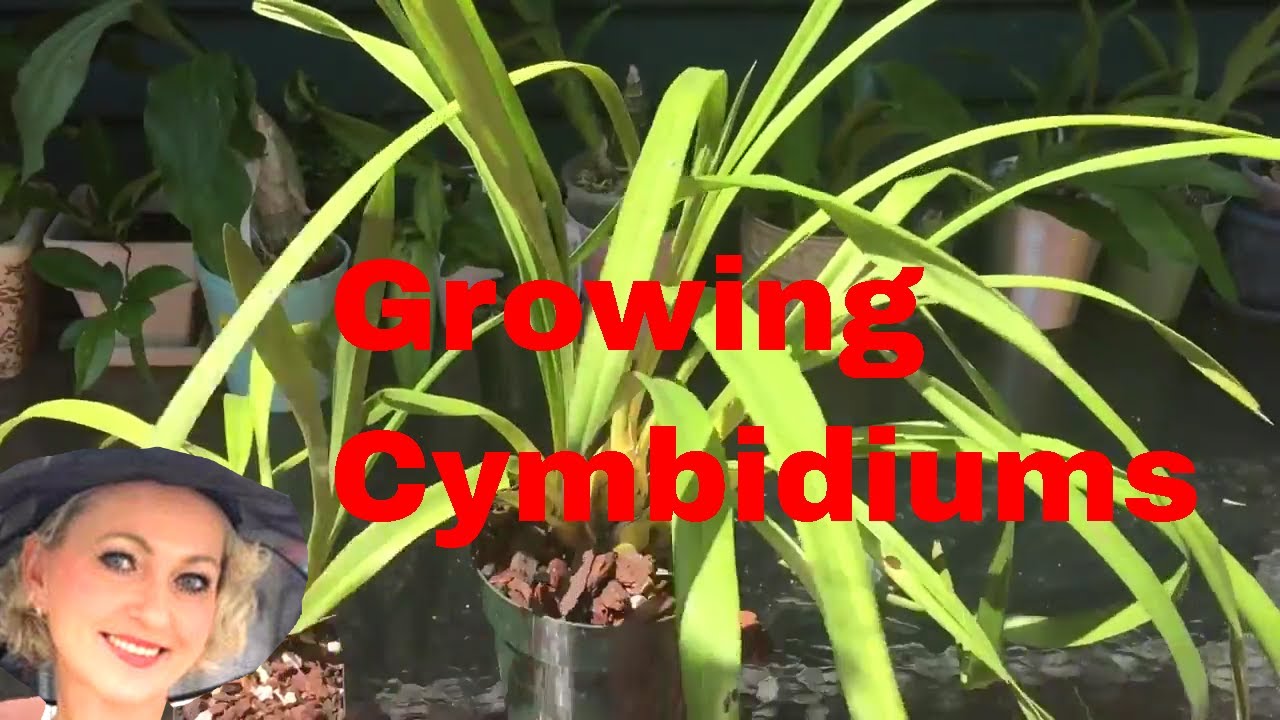 How I grow cymbidiums. Watering, light, fertilizer for orchid. Standard vs mini cymbidium.