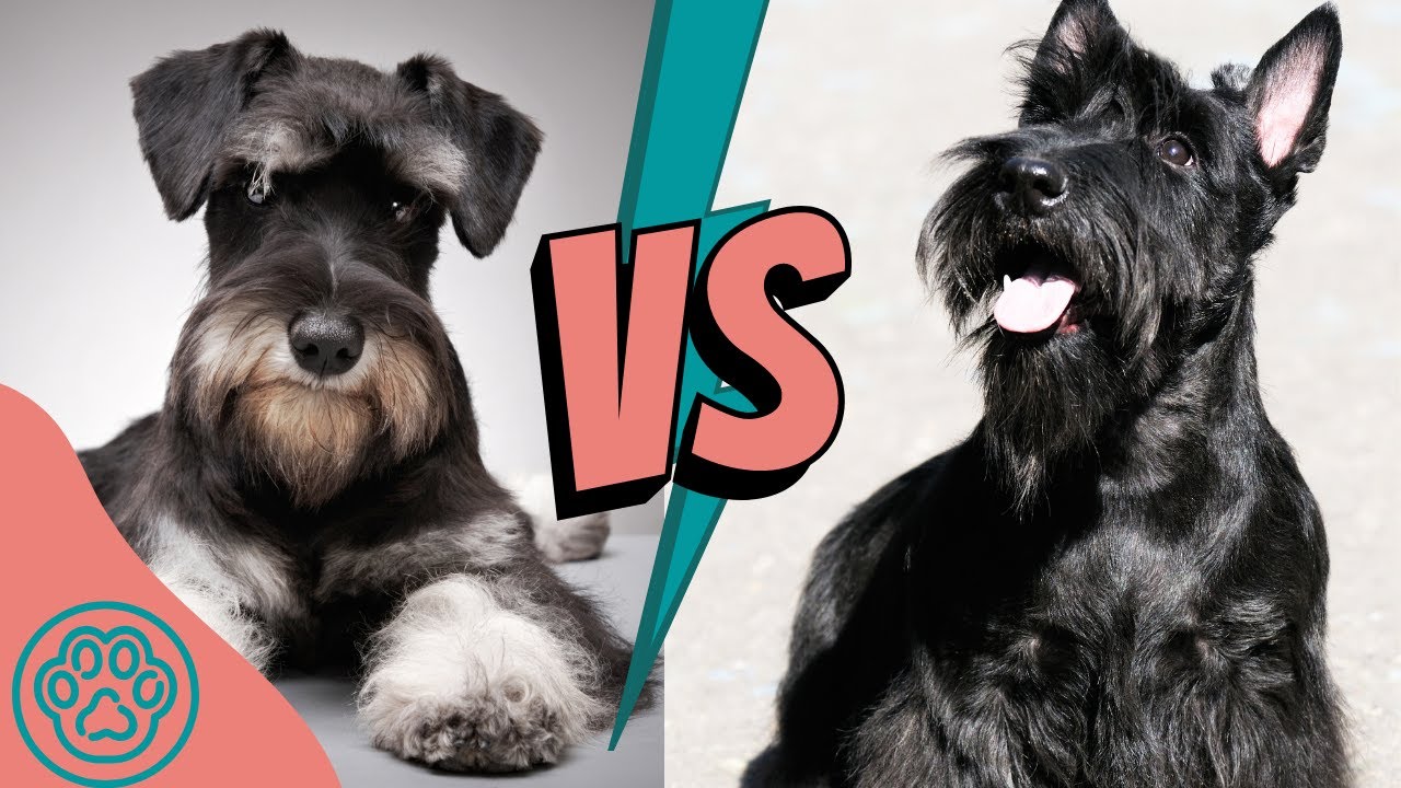 Miniature Schnauzer vs Scottish Terrier
