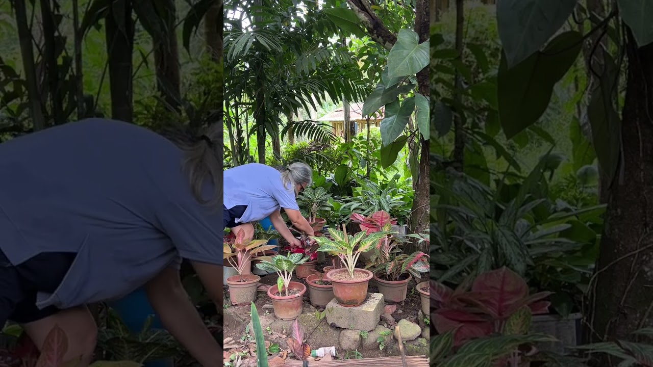 Prevention sa sobrang init ilagay sila sa ilalim  ng puno