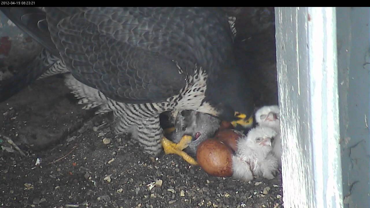 Faucon p&egrave;lerin pelerin rapace nid petit b&eacute;b&eacute; webcam vid&eacute;o hd &oelig;uf couvaison &eacute;closion