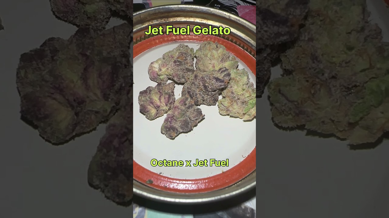 Jet Fuel Gelato Cannabis Strain #strainreviews #cannabiscommunity #cannabiseducation #420 #gelato