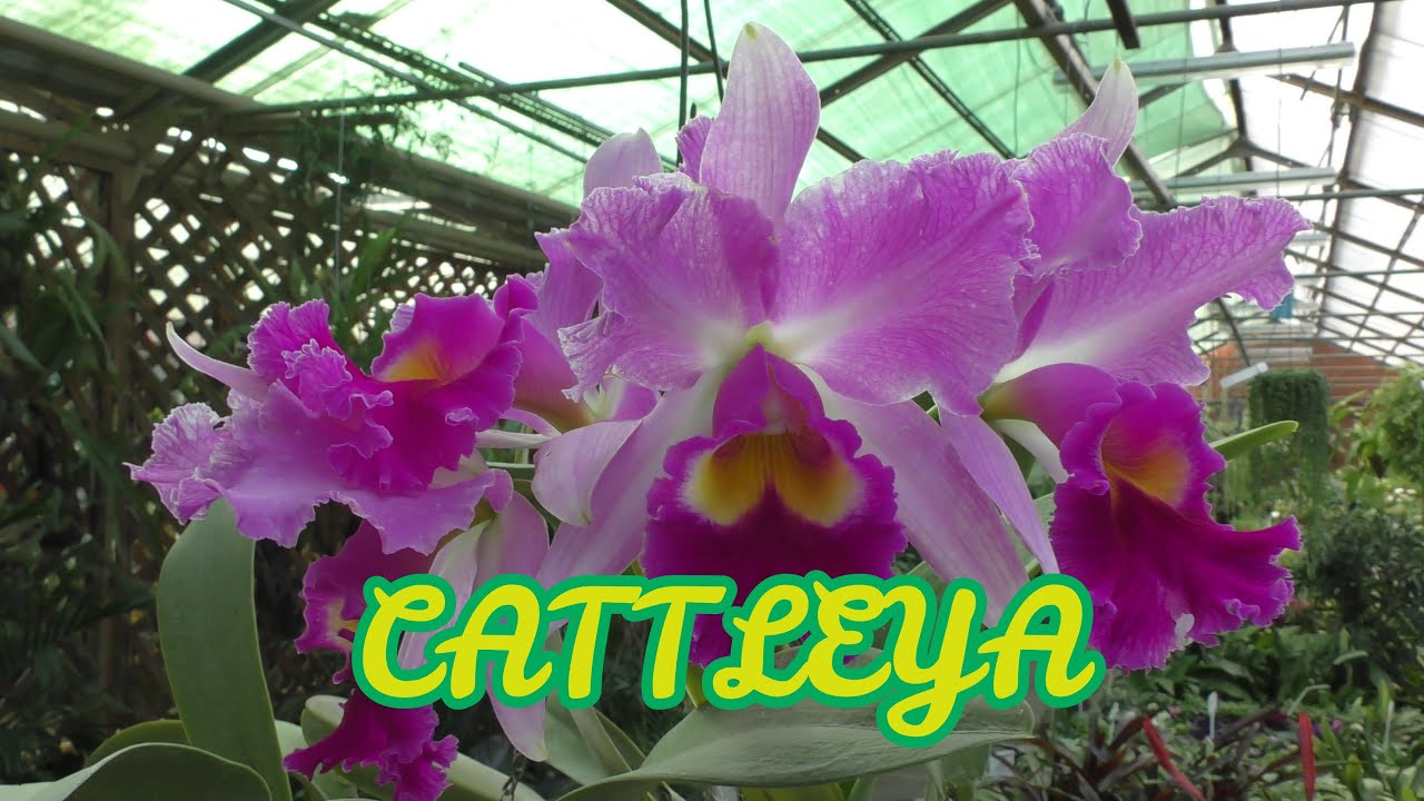 Каттлея (лат. Cattleya) Шикарно цветёт.
