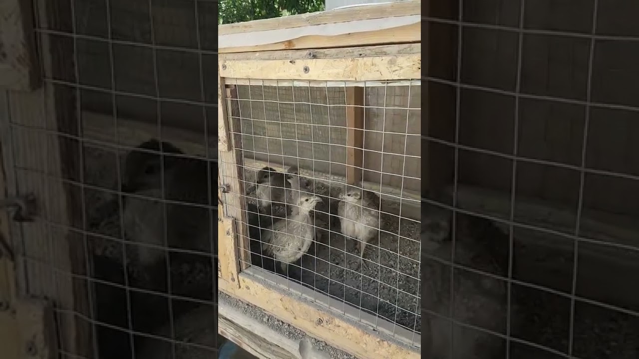 Кеклик чожолор