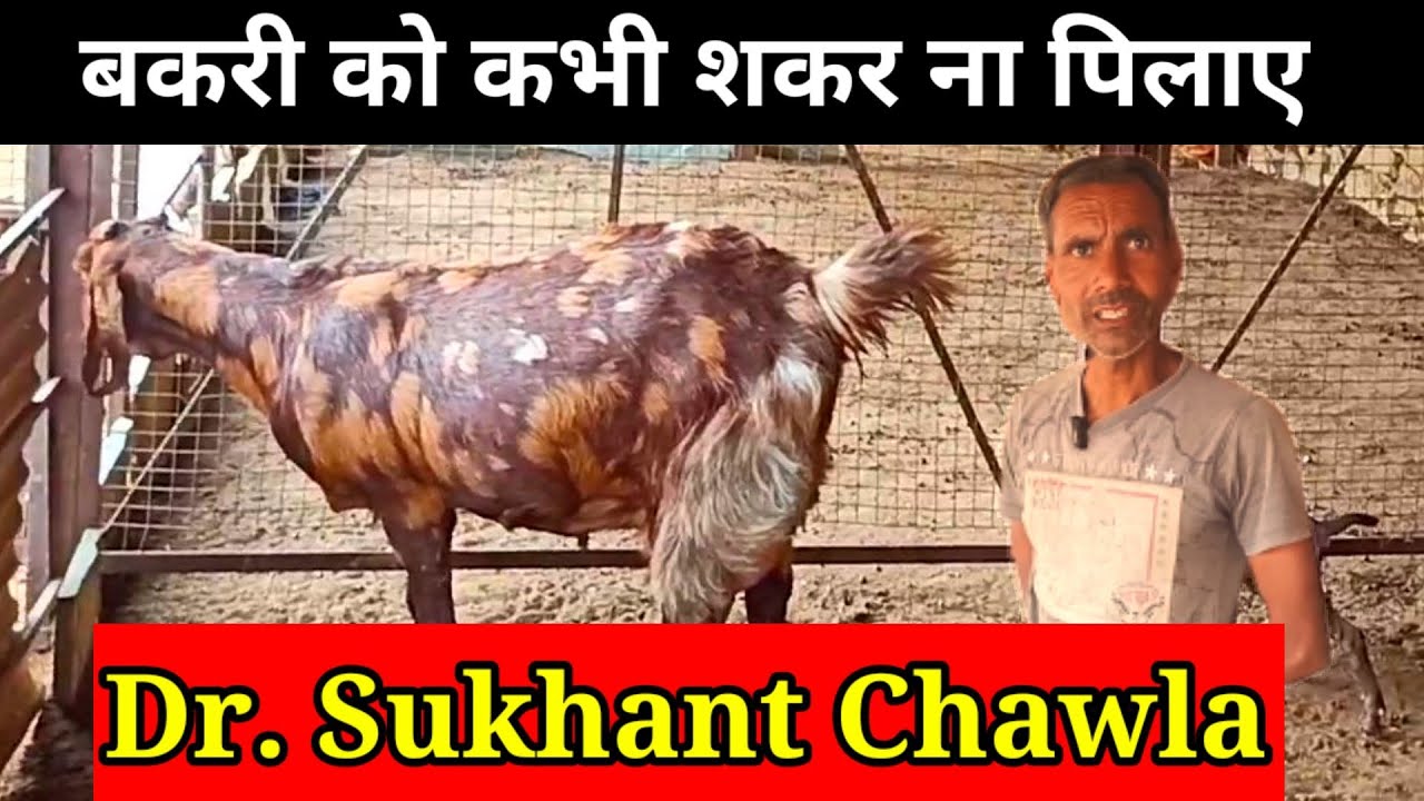 बच्चे देने वाली बकरी को शकर ना पिलाए Dr. Sukhant chawla