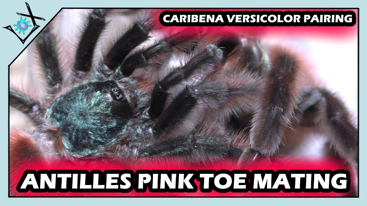 Antilles Pink Toe Tarantula Mating - Caribena versicolor【Tarantula Breeding】