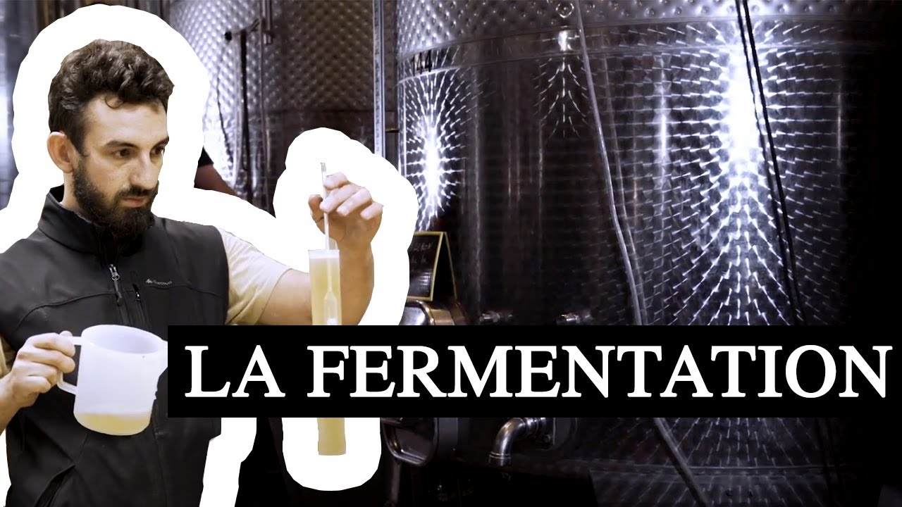 La Minute Chanzy #6 - LA FERMENTATION ALCOOLIQUE ET MALOLACTIQUE - ALCOHOLIC MALOLACTIC FERMENTATION