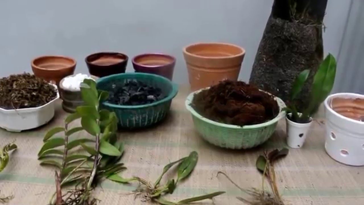 Tierra para Orquídeas   Parte 1