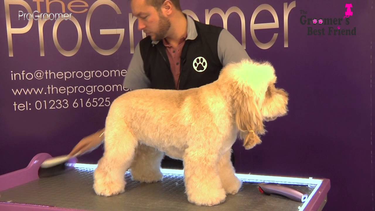 How to groom a Cockapoo - Teddybear Trim - Grooming Guide - Pro Groomer