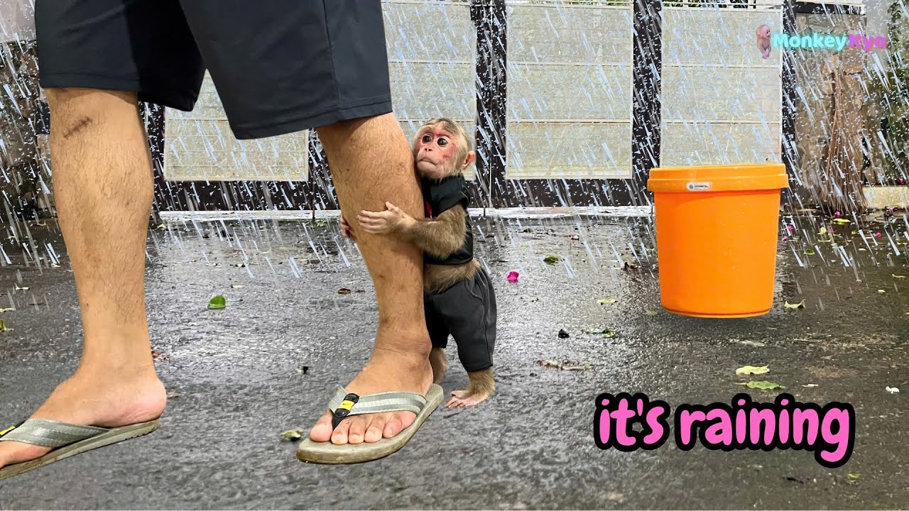 Monkey Kyo sees it’s about to rain… then does this to surprise Dad!