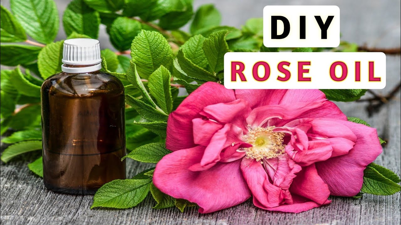 How to make Rose Oil at home | Homemade Rose oil | Diy rose oil | Homemade natural rose oil