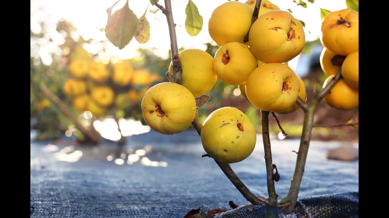 Pigwa a pigwowiec. Czym się różni pigwa od pigwowca? Japanese quince
