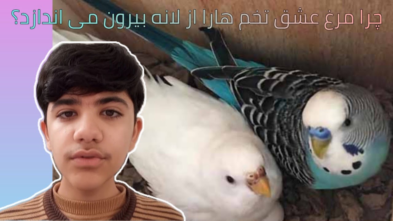 دلایل بیرون انداختن تخم از لانه توسط مرغ عشق#مرغ_عشق