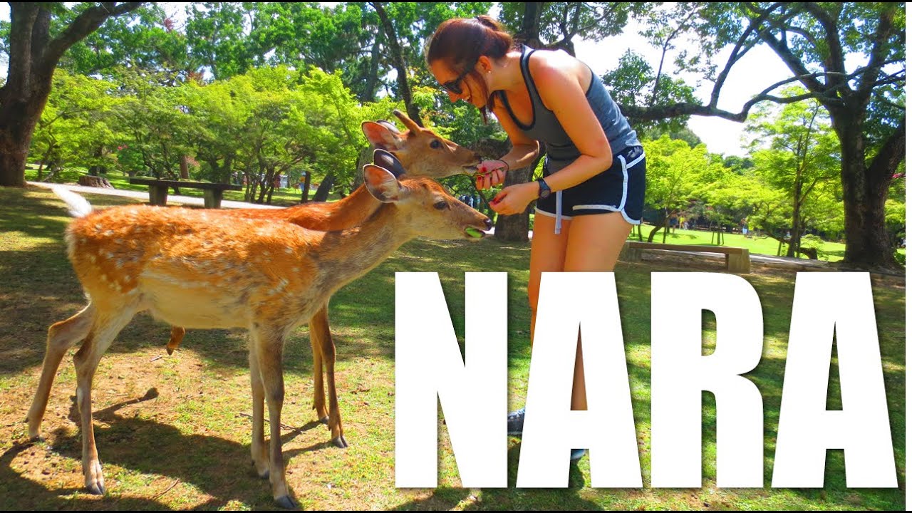 Nara Deer Park