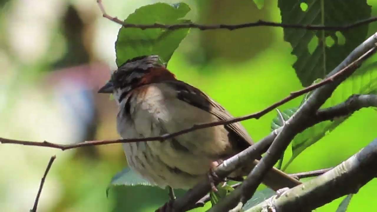 Rufous Collared Sparrow Call