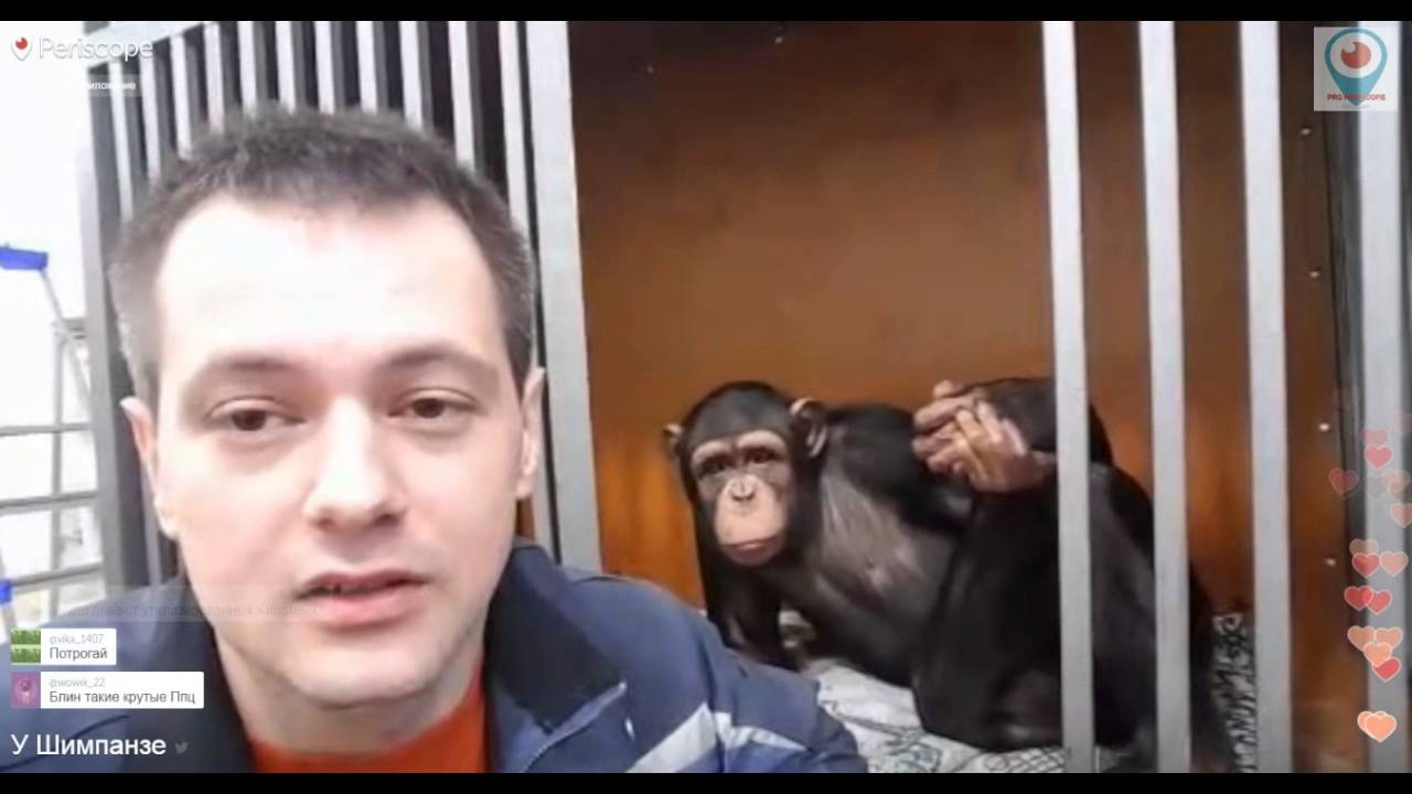 Дан Запашный. У Шимпанзе.