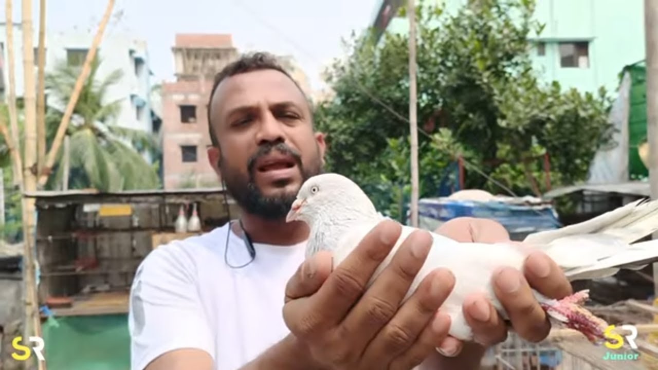 আমাদের খাকি 🐦কবুতর ❤️