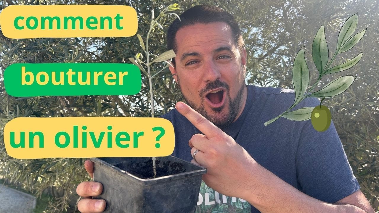Comment bouturer un olivier facilement et rapidement – Tuto simple et efficace