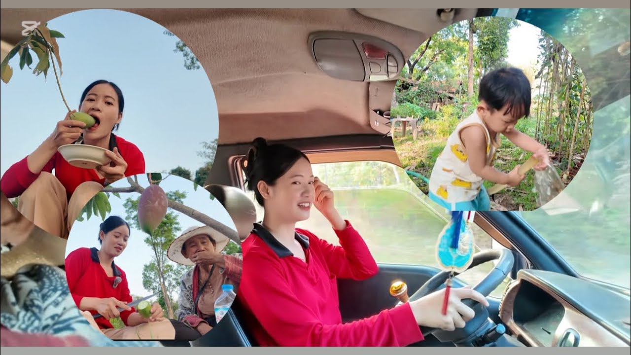 หล้าน้อยขโมยมะม่วงพี่สาวกินคาต้น🤫‼️‼️