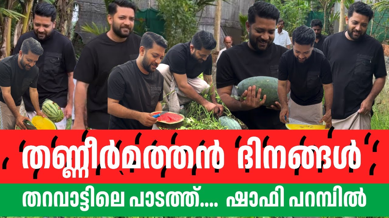 തണ്ണീർമത്തൻ ദിനങ്ങൾ ; ഷാഫി പറമ്പിൽ എം.പി തറവാട്ടിലെ പാടത്ത്