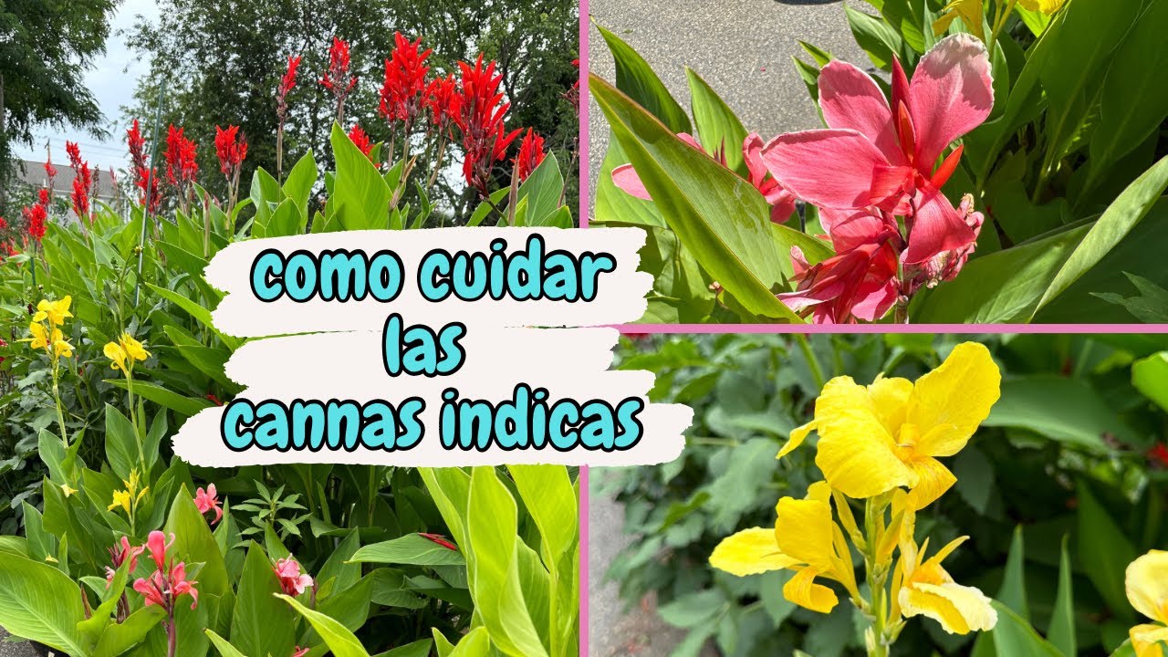 Cómo CUIDAR la PLANTA CANNA INDICA | canna lily, achira, plantanillo, bandera