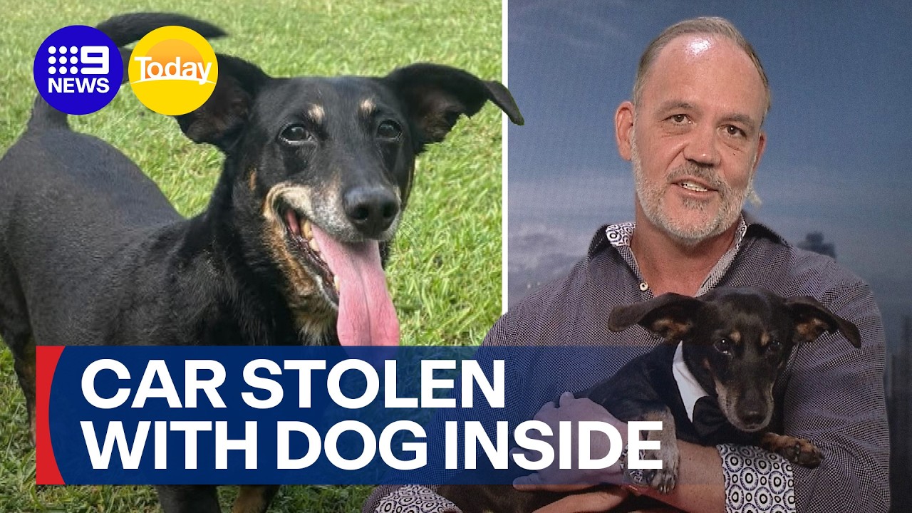Car stolen with sausage dog inside on the Gold Coast | 9 News Australia