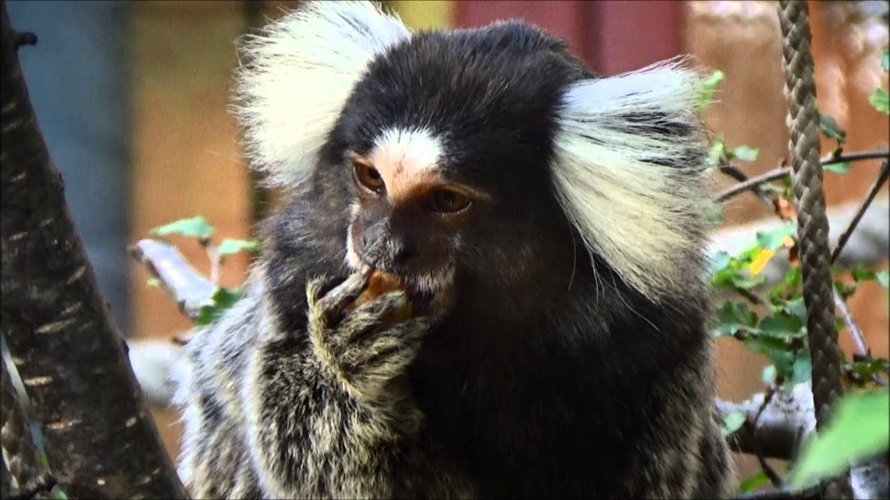 Callithrix jacchus (Linnaeus, 1758) -HD- Ouistiti à toupets blancs - Ménagerie Paris - 11/2014