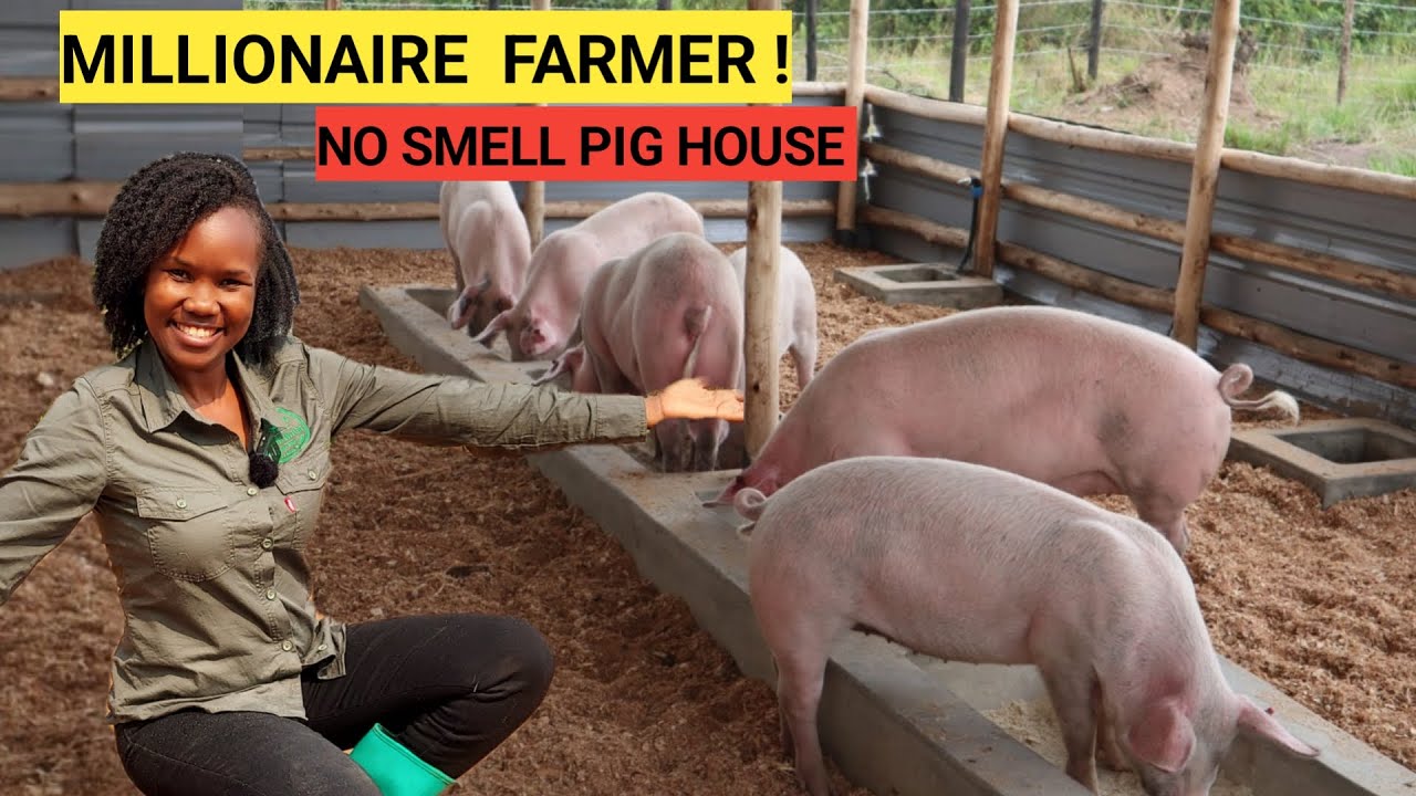 How Many PIGS To START A Simple Pig Farm Business! | 2024 Farm Routine