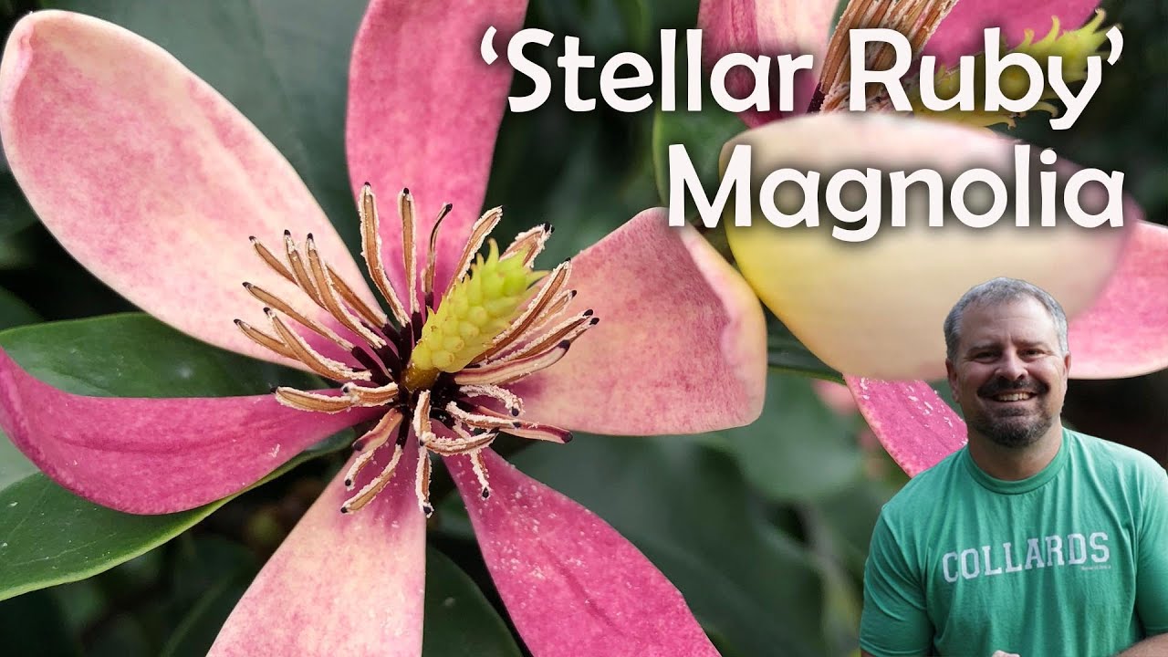 Магнолия «Звездный Руби»