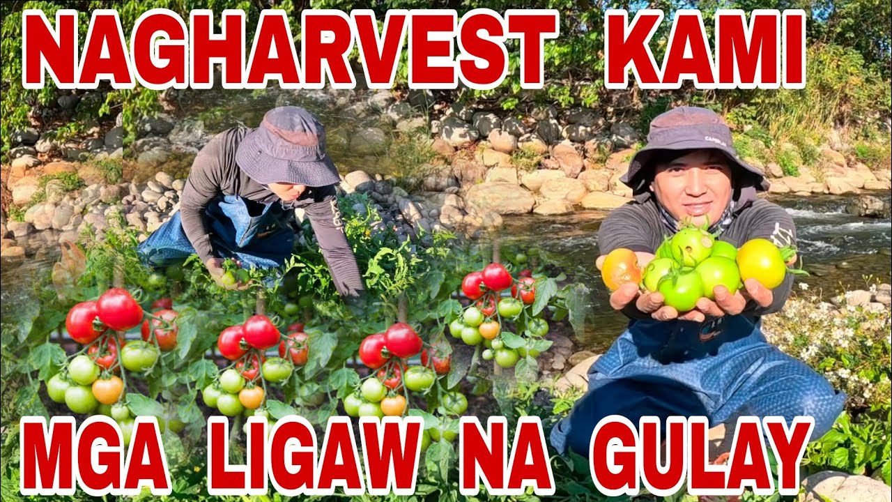 JACKPOT | Nagharvest Kami Ng Mga Ligaw Na Gulay At Isda Sa Ilog Ng Taiwan