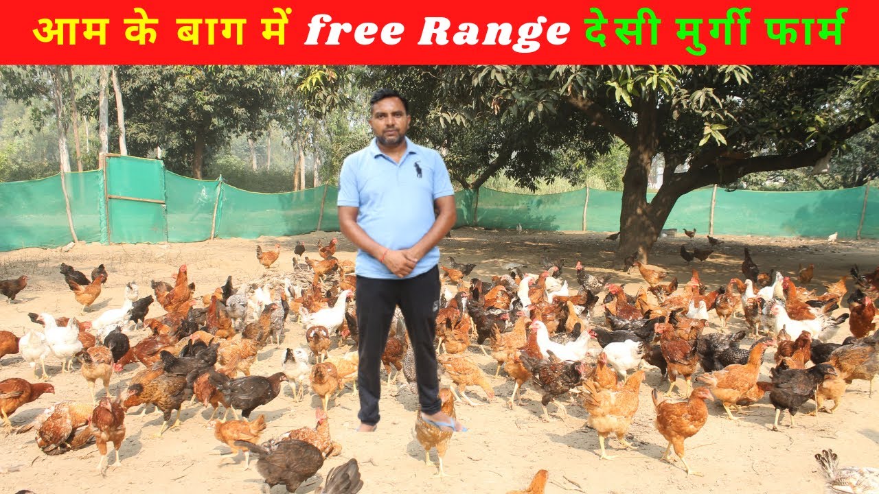 आम के बाग में free Range देसी मुर्गी फार्म II Desi murgi farm II Free Range Poultry Farming @@@IFT