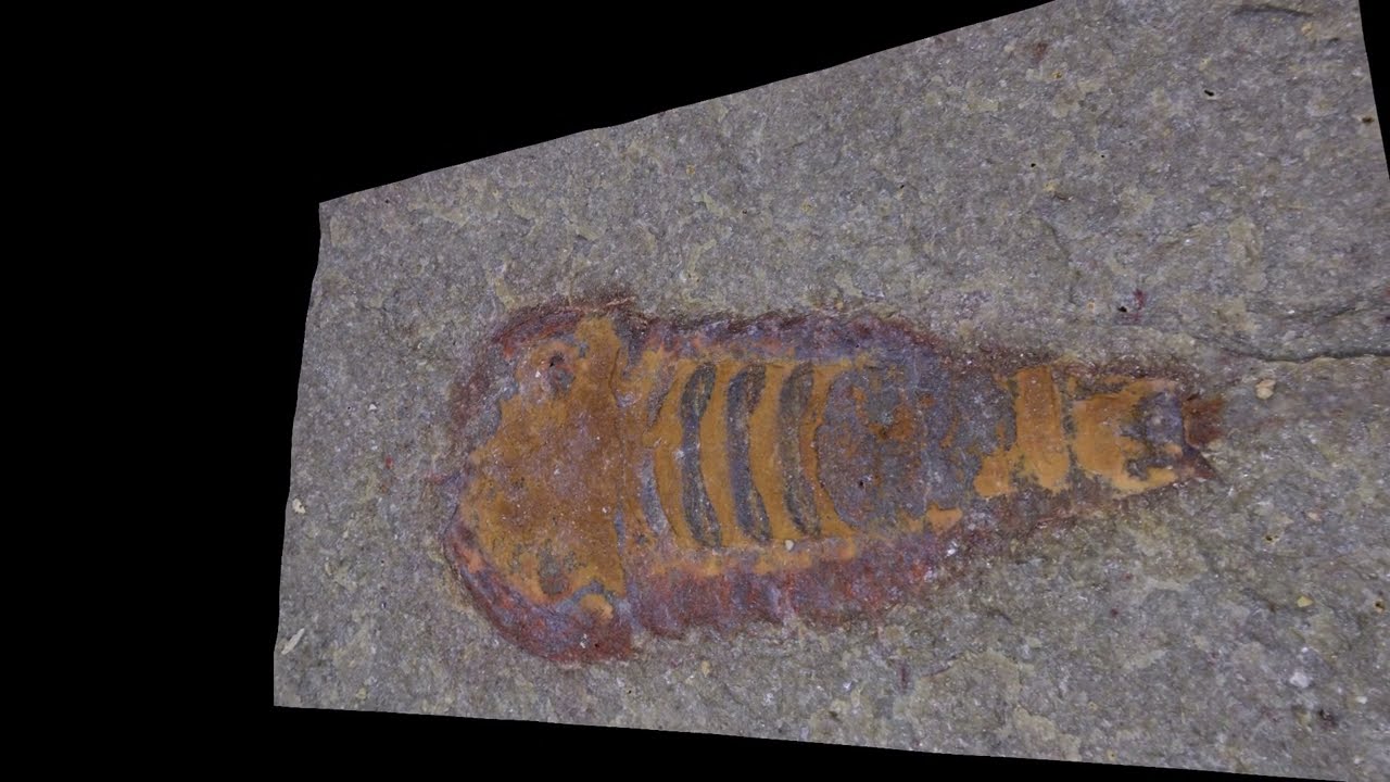 Specimen Fezouata Lagerstatte Morocco Ordovician Period