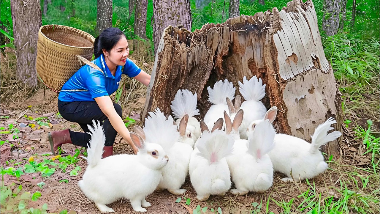 Harvesting Wild Phoenix Tail Rabbit & Go to Market Sell | A beautiful and rare mutated rabbit breed.