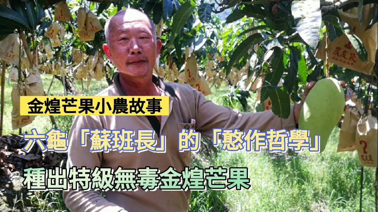 金煌芒果小農故事 六龜「蘇班長」的「憨作哲學」 種出特級無毒金煌芒果