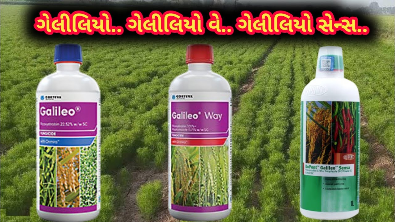 જીરું માં..ગેલીલિયો.. ગેલીલિયો વે.. ગેલીલિયો સેન્સ.. કઈ દવા વાપરાવી જોવે. #નિલમ_એગ્રો_કેમિકલસ_તળાજા