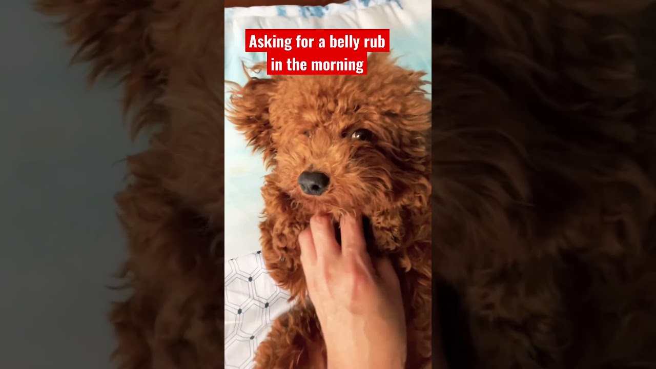 Belly rub and massage for Takko#foryou #love #trending #viral #tiktok #foryoupage #family #poodle