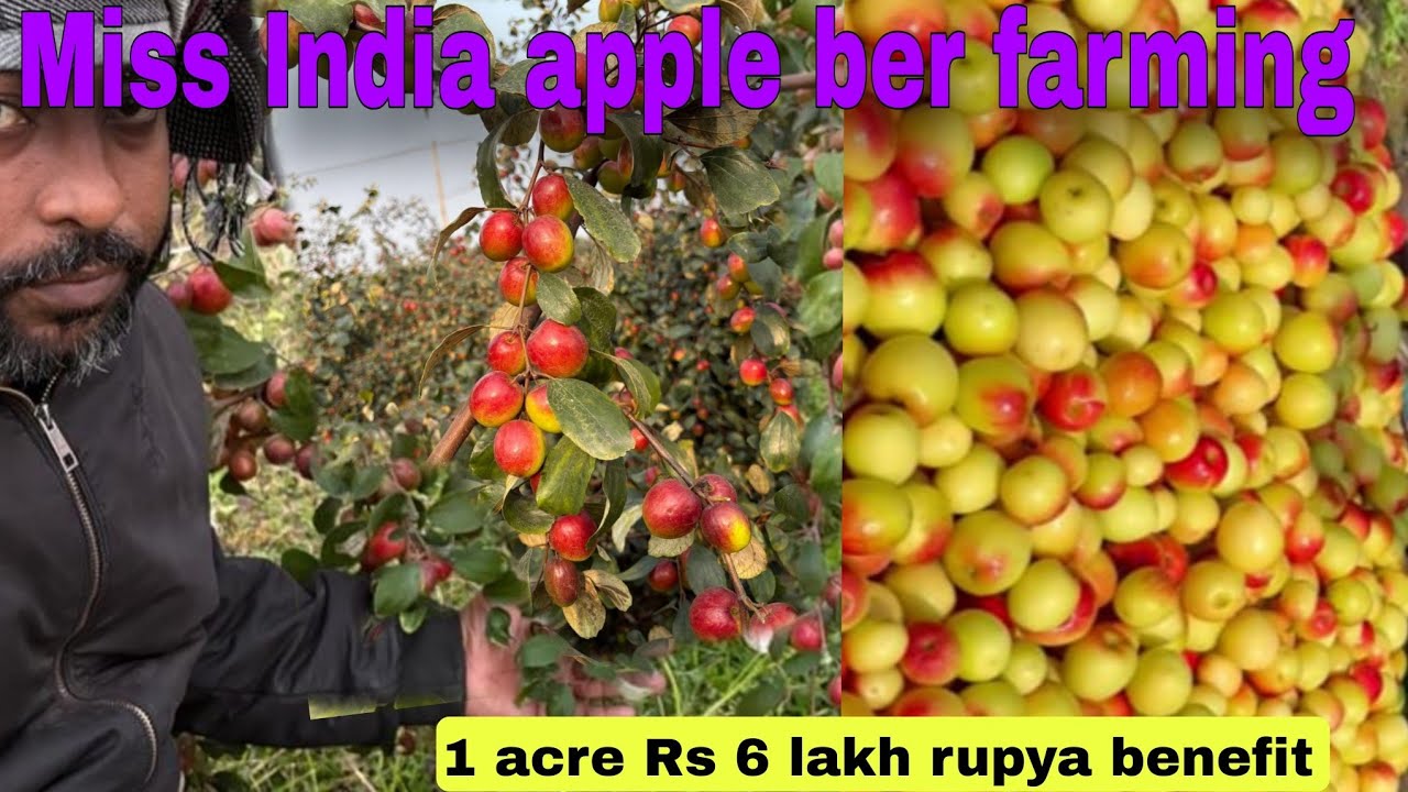 Miss India apple ber farming/मिस इंडिया एपल बेर की खेती इन हिंदी में/Bharat Sundari Apple Ber farmer
