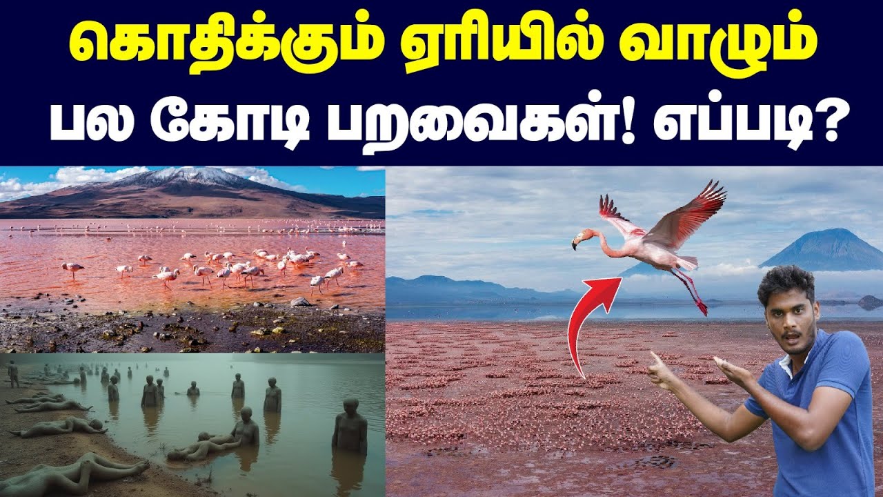 🤯😨மனிதனையே பாதிக்கிற ஏரியில இந்த பறவை மட்டும் எப்படி வாழுது?! | Dangers of Lake Natron