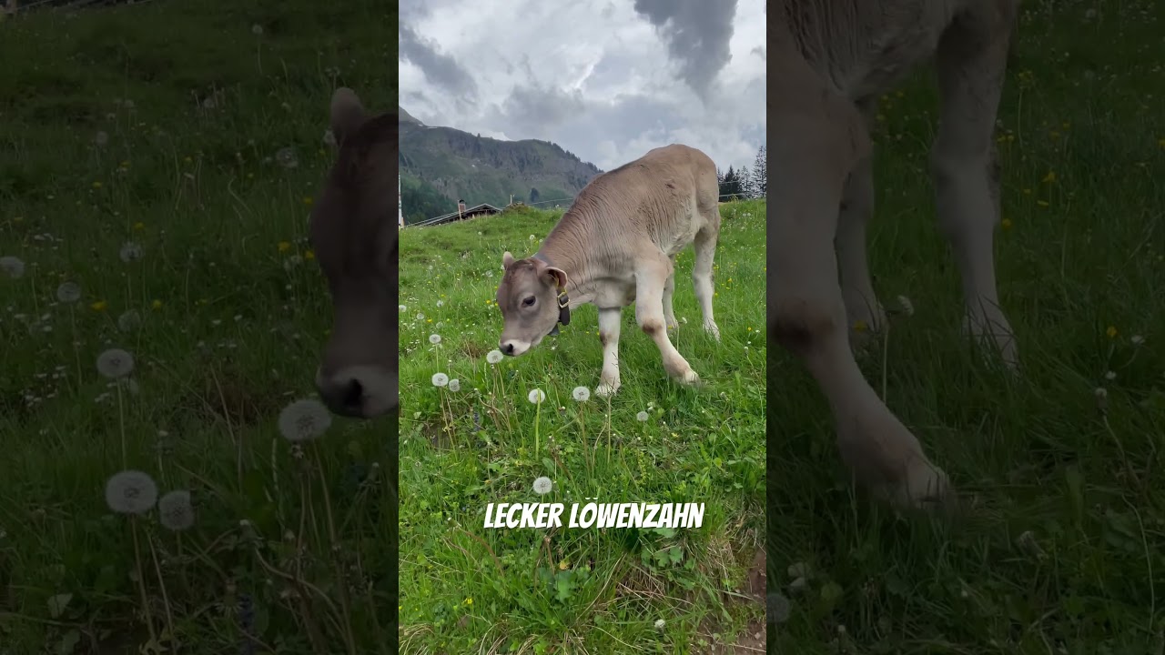 Kalb ist verbl&uuml;hten L&ouml;wenzahn #allg&auml;u #mountains #kuh