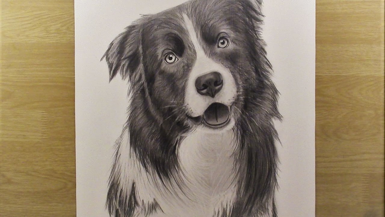 How to Draw a Dog (Border Collie) karakalem kopek nasil cizilir
