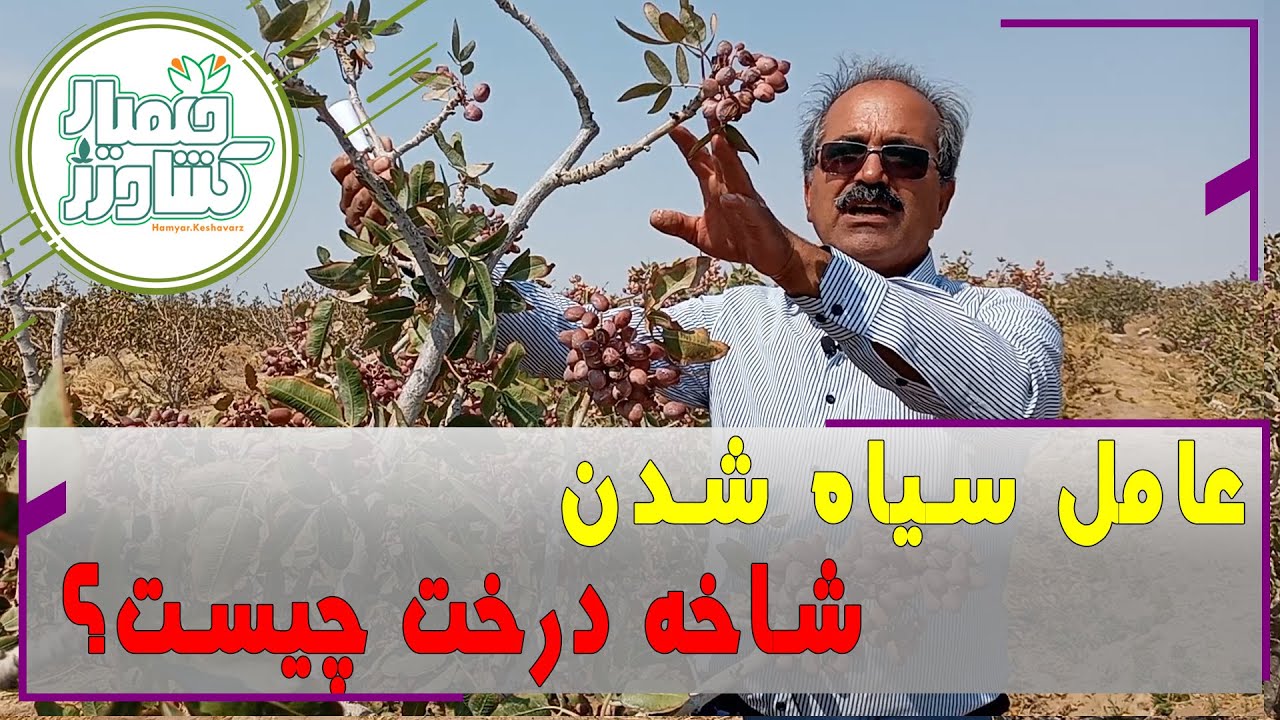 عامل سیاه شدن شاخه درخت چیست؟