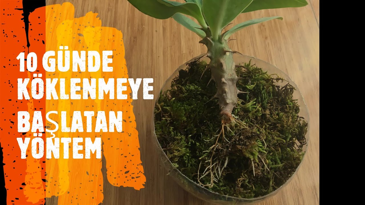 Euphorbia Milii (Dikenler Tacı) Yosunda  Çok  Kısa Sürede Köklenme Sağladık.Susuz Topraksız Köklenme