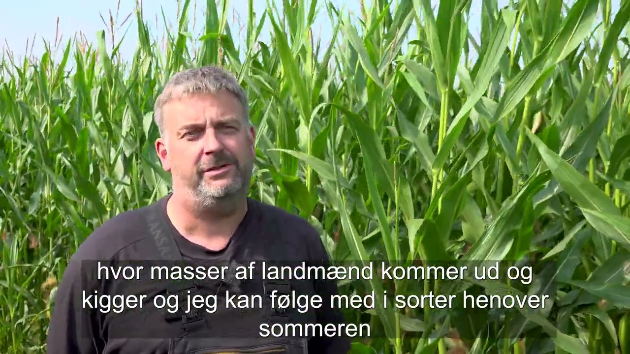 DLG MajsMix 185 sikrer vestjysk landmand ens fodring hele året