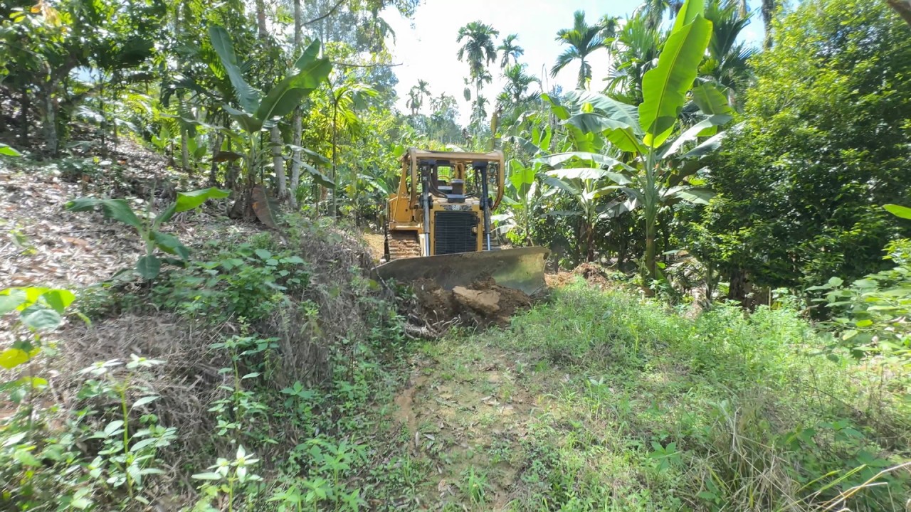 Old Road Becomes Dense Forest, D6R XL Bulldozer Takes Action to Repair It